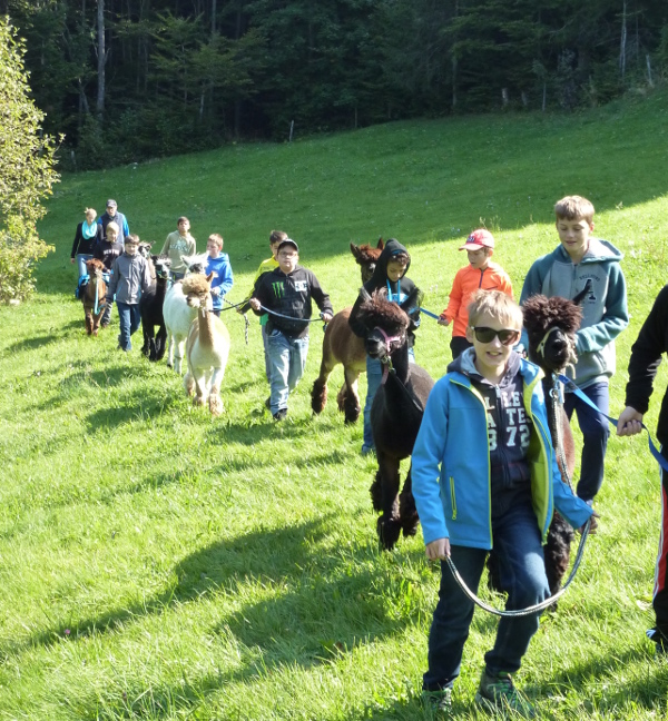 Alpaka Trekking mit einer Schulklasse